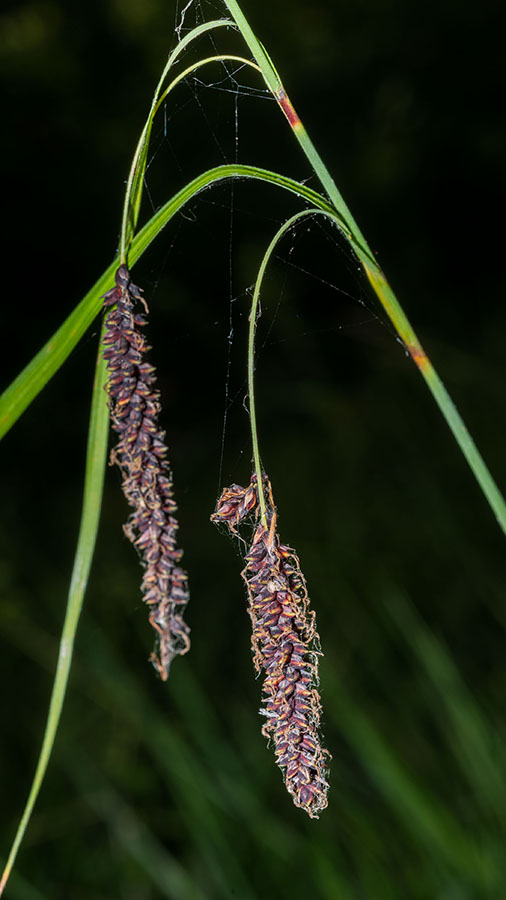 Carex flacca / Carice glauca